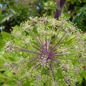 Angelica archangelica fleur